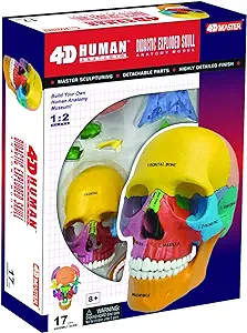 4D SKULL MODEL Anatomy Didactic Exploded Puzzle Color Coded Labeled 4D MASTER