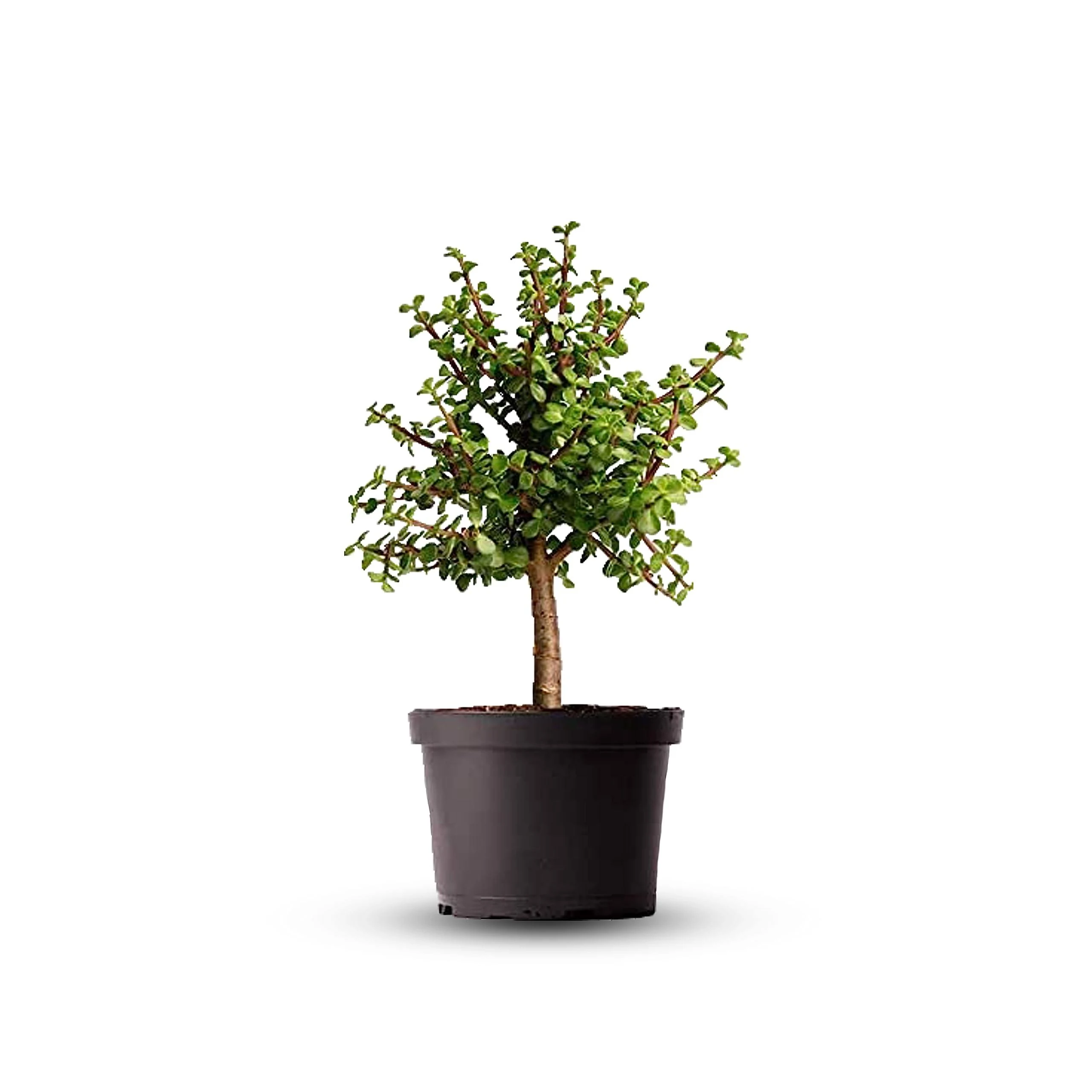 American Plant Exchange Live Dwarf Jade Tree, Miniature Bonsai Tree, Plant Pot for Home and Garden Decor, 6" Pot