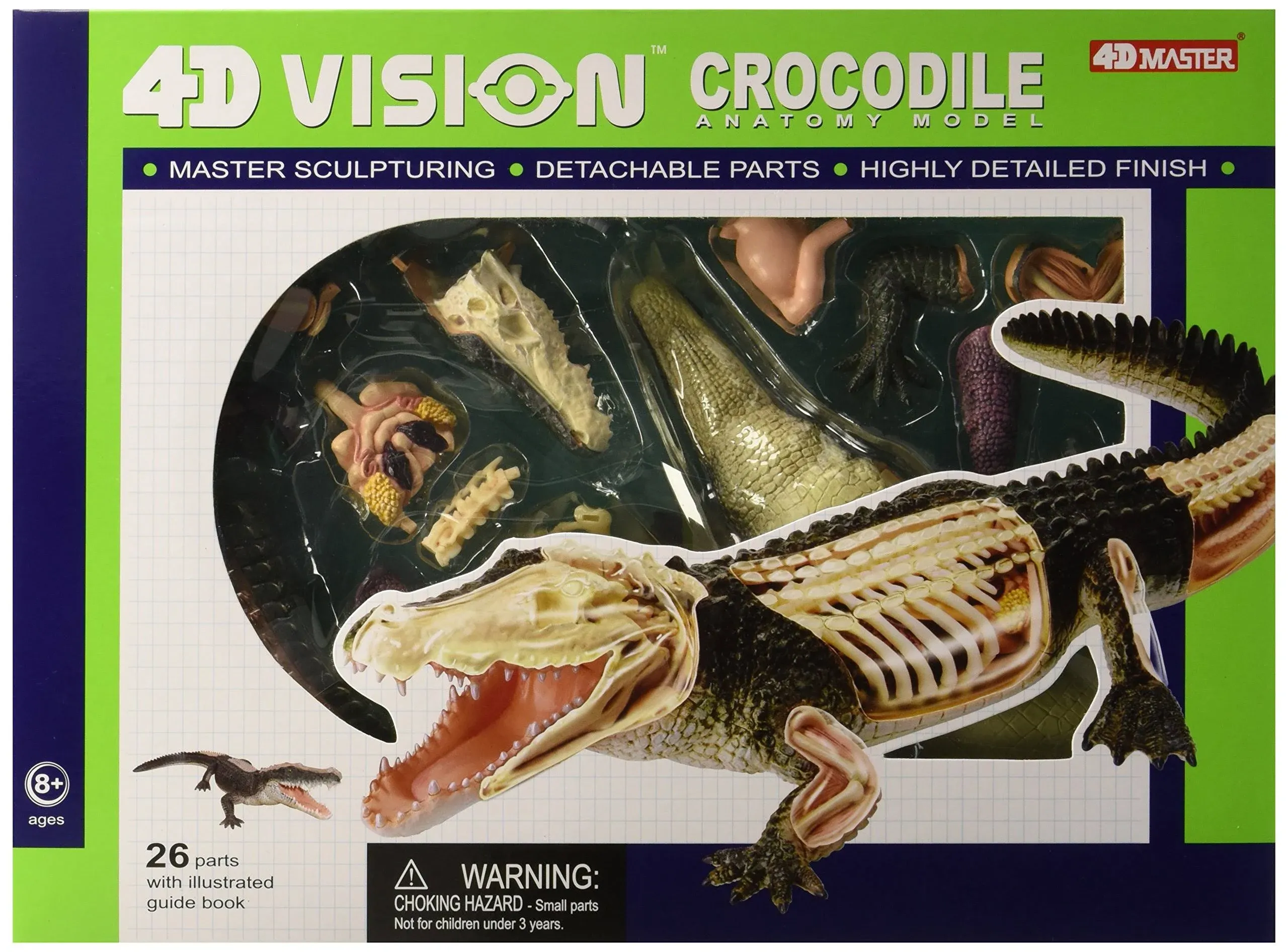 Crocodile Anatomy Model