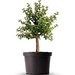 American Plant Exchange Dwarf Jade Tree