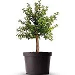 American Plant Exchange Jade Tree Dwarf Pre-Bonsai Live Plant