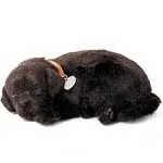 Plow & Hearth 12.75" Battery-Operated Perfect Pezzz Sleeping Puppy In Black Lab