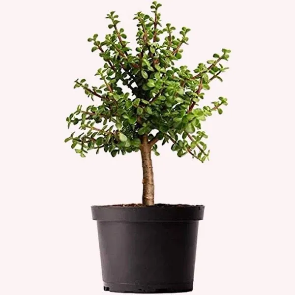 American Plant Exchange Dwarf Jade - Compact Succulent, Drought-Tolera<wbr/>nt,Perf...