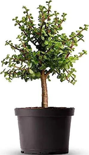 American Plant Exchange Jade Tree Dwarf Pre-Bonsai Live Plant