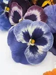 Edible Flower Freshly Preserved Freeze-Dried (0.2 oz) | Edible Pansy |Dried Edible Flowers | Edible Flowers for Cakes | Edible Flowers for Cocktails | Edible Flower Garnish | Freeze-Dried Wholesalers