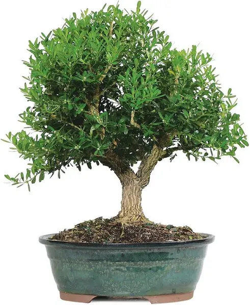 Brussel's Harland Boxwood Bonsai