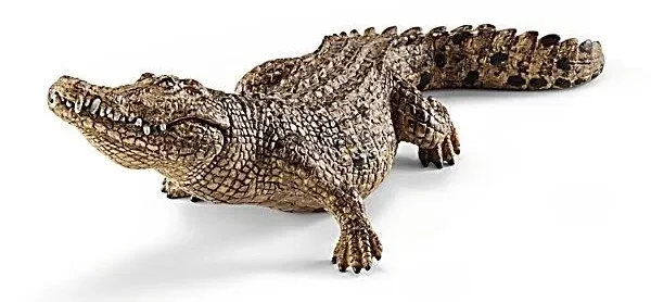 Crocodile