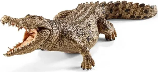 Crocodile