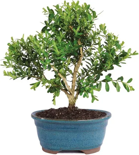 Brussel's Harland Boxwood Bonsai