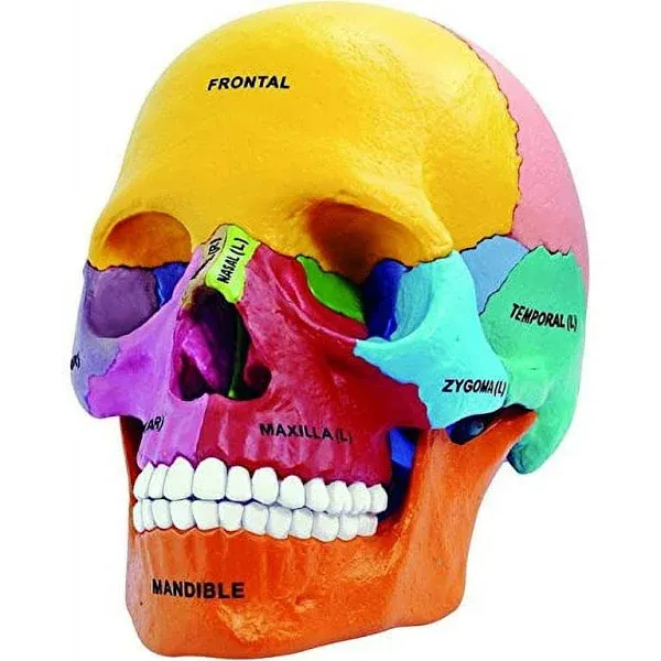 4D Master 26087 4D Anatomy Didactic Exploded Skull Model