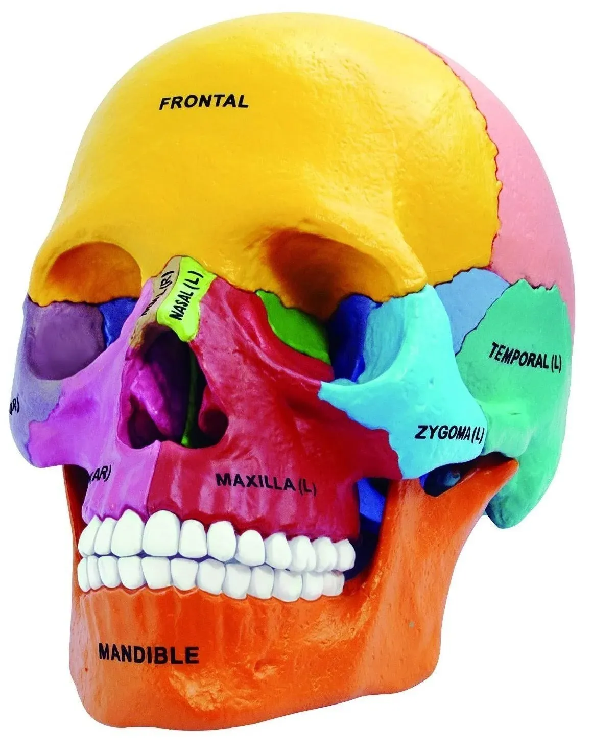 4D Master 26087 4D Anatomy Didactic Exploded Skull