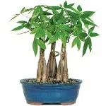 9greenbox - Live 10 inch-12 inch Money Tree Bonsai, Black